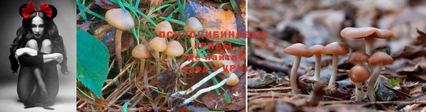 прущие грибы Коряжма